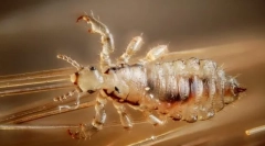 Jakie transfery owadów większość choroby?